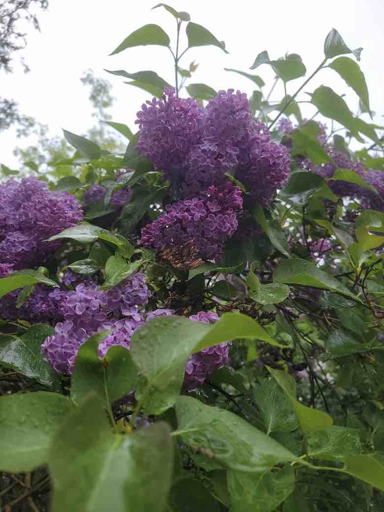 Purple Lilac flowering