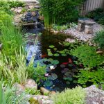A  backyard water garden iwht waterfall and many water garden plants