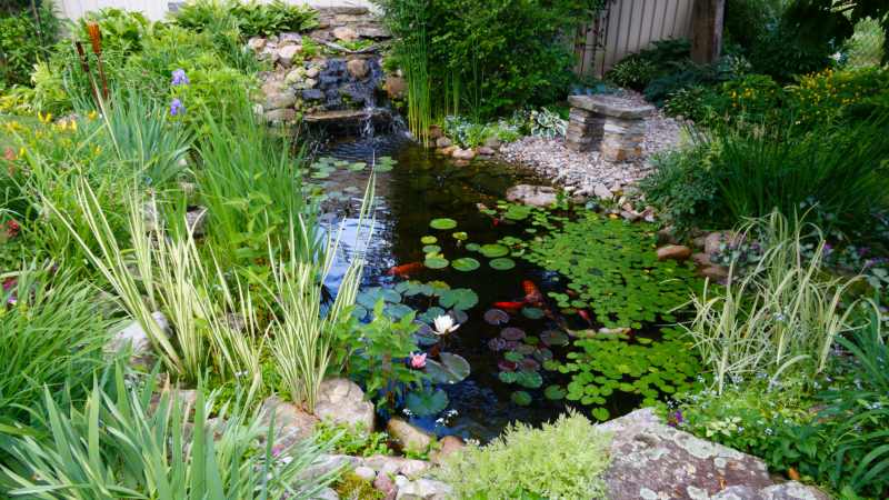 A  backyard water garden iwht waterfall and many water garden plants