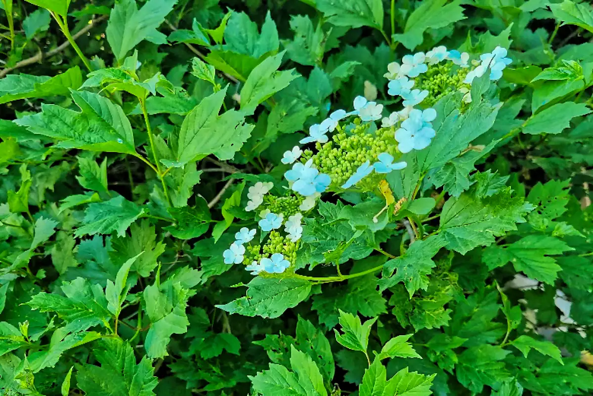 Virburnum plant with light blue flowers beginning to bloom