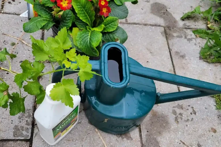 Watering with Fish Emulsion Fertilizer