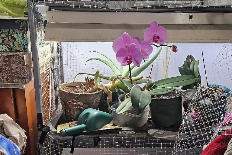 Watering Orchids by Sitting them in Water