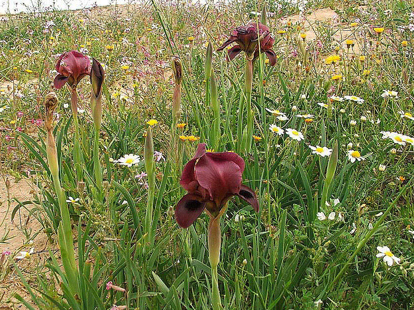 Iris Hieruchamensis flower in a garden