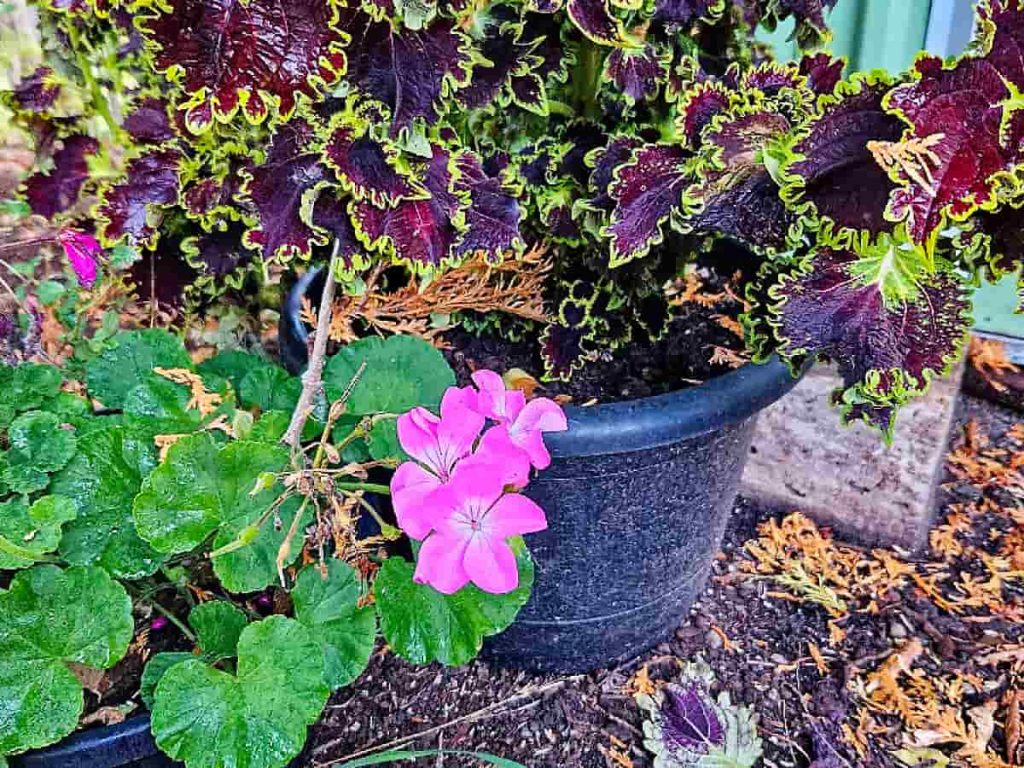 Preparing the Garden for Fall and Winter Preparing the Garden for Fall and Winter