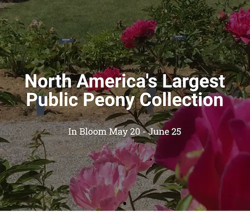 North America’s Largest Public Peony Collection