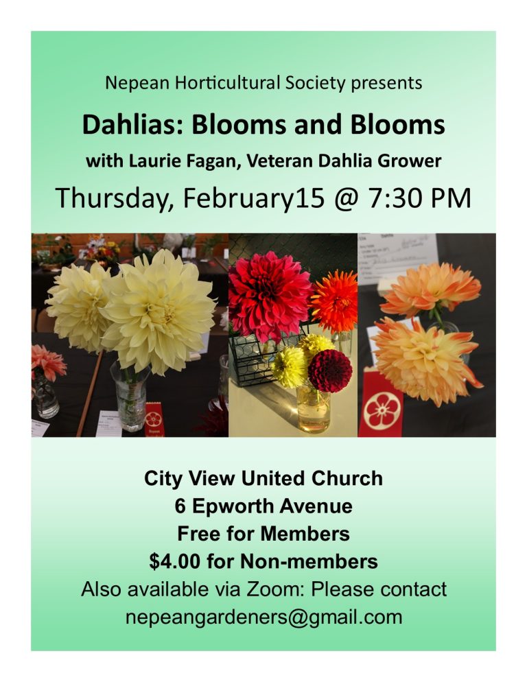 Dahlias: Blooms and Blooms