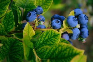 A close up of blueberry bush withripe blueberries