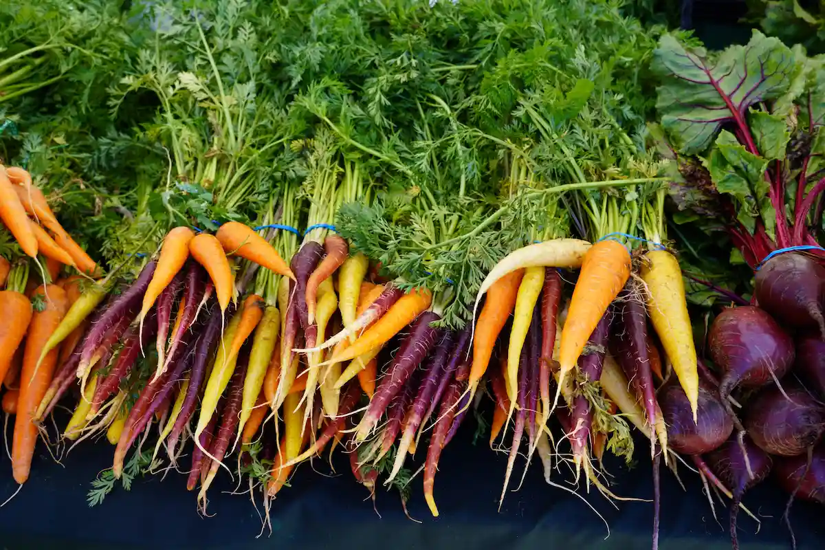 Dozens of freshly picked multi colored carrots