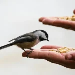 a chickdee eating seeds from a hand