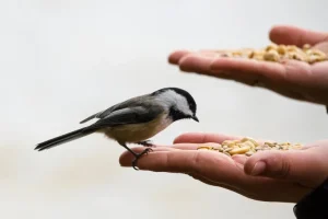 a chickdee eating seeds from a hand