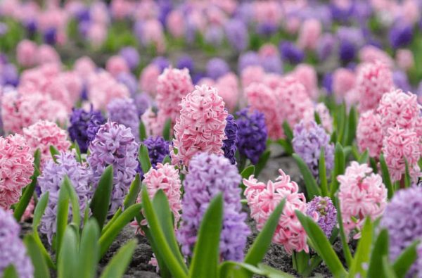 A field of pink and purple hyacinths