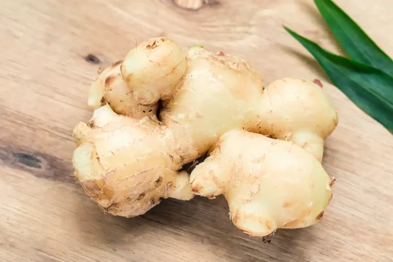 Growing Ginger Root