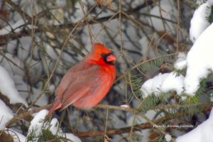 male cardinal on tree branch in a winter scene