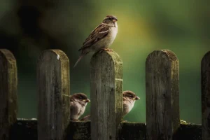 Three sparrows sitting on a rustic fence