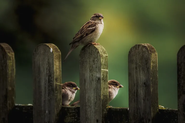 Gardening for Birds: Planting for Sparrows