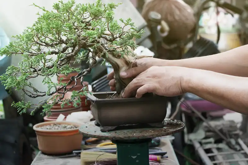 A person transplanting a bonsai tree