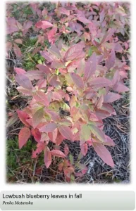 Pinkish lowbush blueberry leaves in the fall