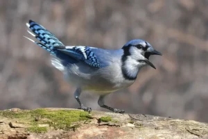 Blue Jay on a log with open beek