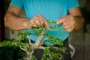 Man wiring a bonsai tree