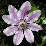Large purple-white Clematis Nelly Moser Flower
