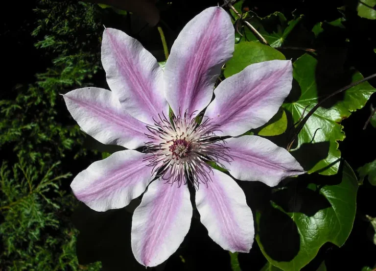 Clematis: To Prune or Not to Prune