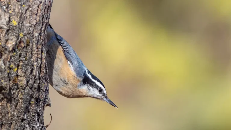 Gardening for Birds: Planting for White-Breasted Nuthatches