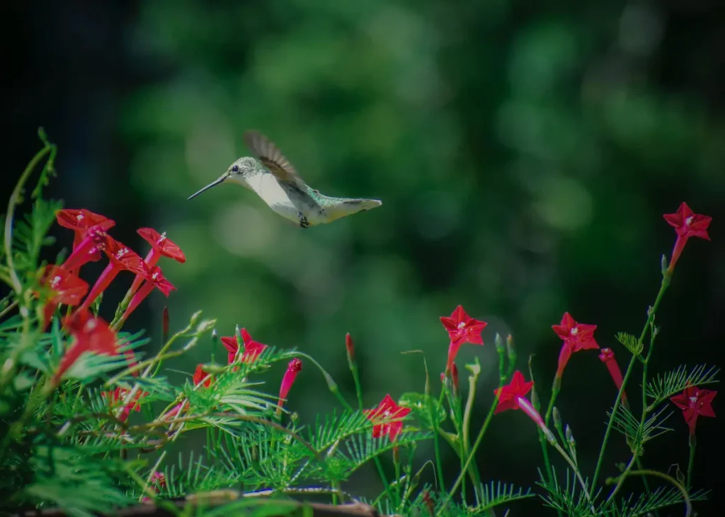 Rubythroated hummingbird feeding on red flowers