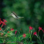 Rubythroated hummingbird feeding on red flowers