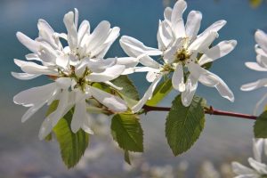 Two white serviceberry flowers