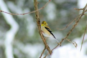 A beautiful american goldfinch on a tree branch in winter.