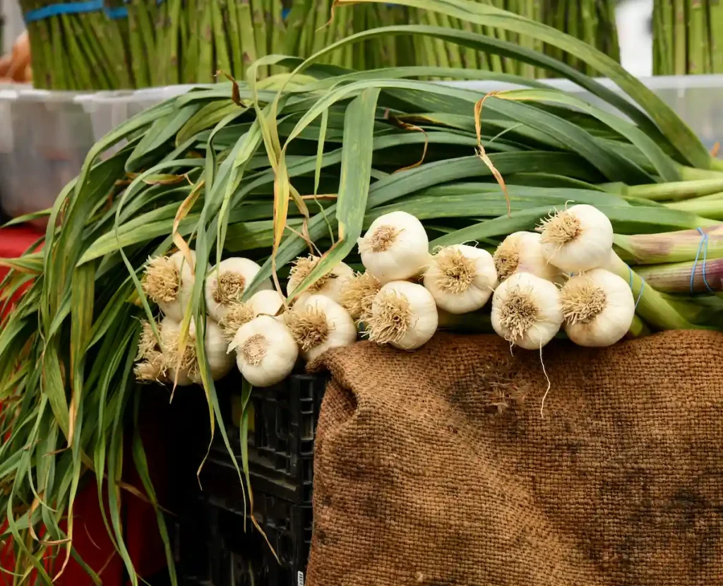 When is My Garlic Ready to harvest? When is My Garlic Ready to harvest?