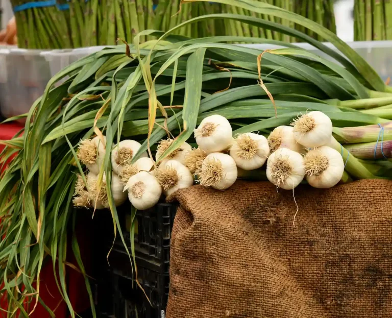 When is My Garlic Ready to harvest?