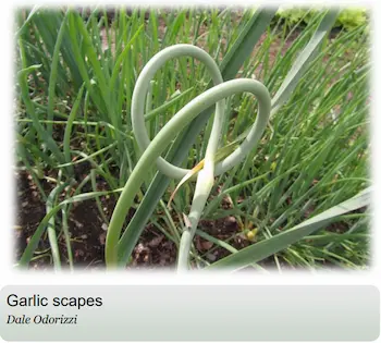 Garlic scapes growing in the shape of an arch
