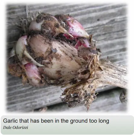A garlic clove in bad shape because it was too long in the ground