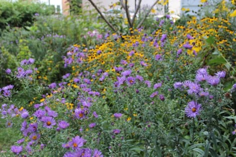 Planning your Native Garden, with Sundaura Alford-Purvis