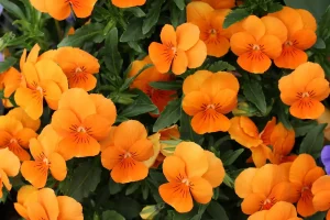 A dozen or more glorius orange nasturtium flowers