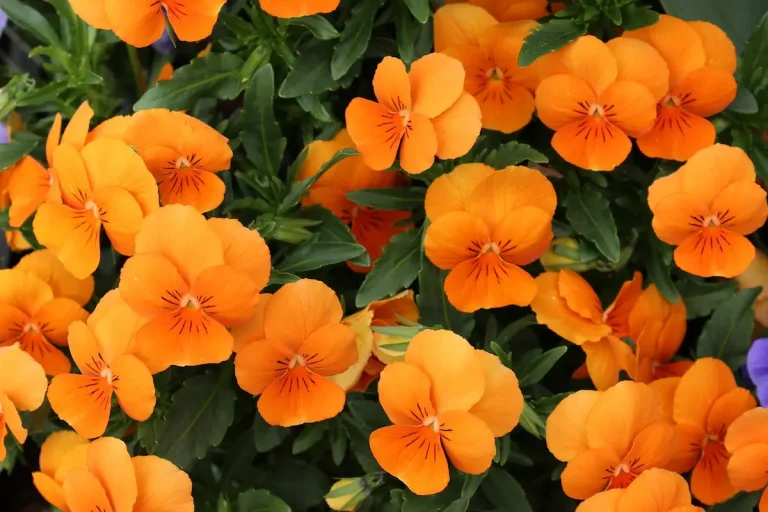 Edible Flowers You Can Grow