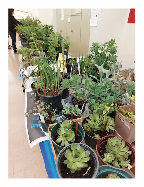 Nepean Horticultural Society Spring Plant Sale and Auction