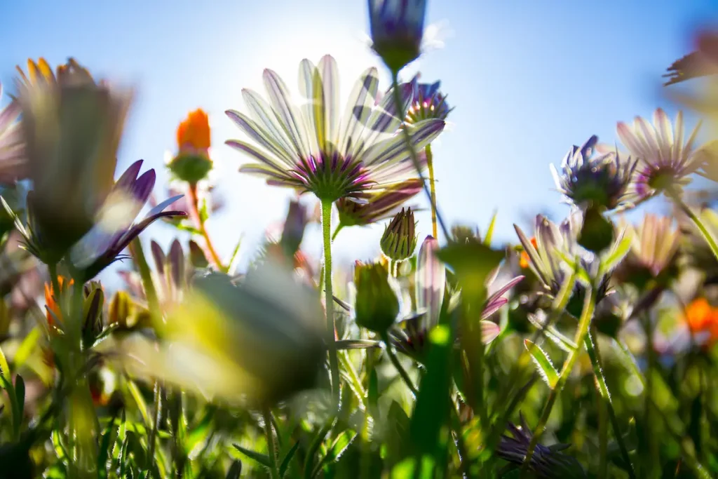 Plant suggestions for Creating a Wildflower Garden Plant suggestions for Creating a Wildflower Garden