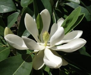 White flower of a Magnolia tree