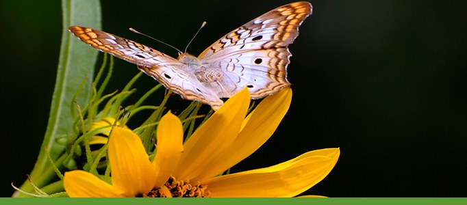 Butterfly at the alburquerque Botanical garden