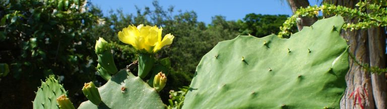 Cactus at the Fairchild Tropical Botanic Garden