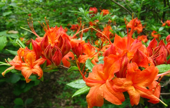 Orange blooms at the North Carolina Arboretum