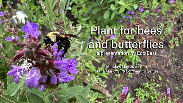 Plant for bees and butterflies