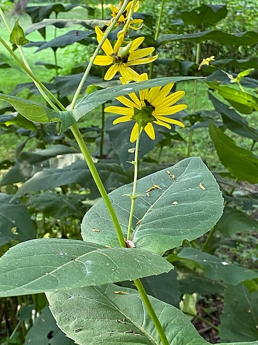 Yellow flowers and wide leaves on the stem of a Cup Plant 