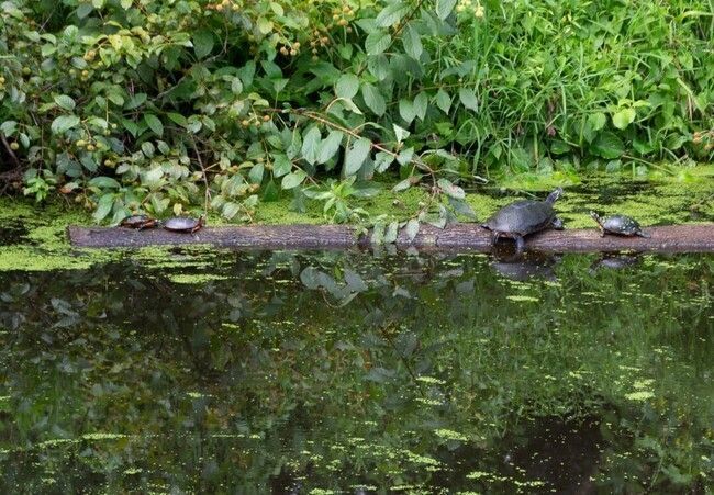 Water featue with turtles at the Adkins Arboretum
