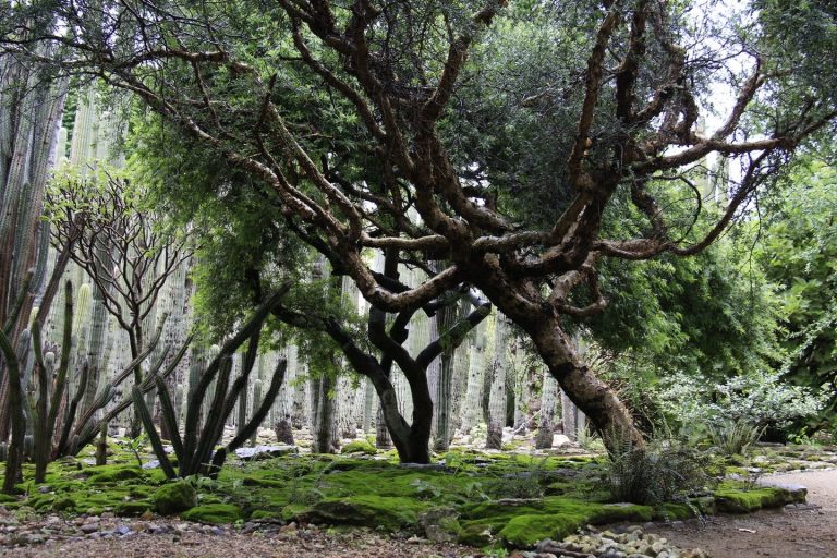 Oaxaca Ethnobotanical Garden