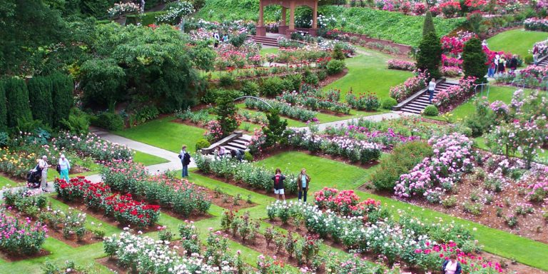 Aerial view fo the international rose garden