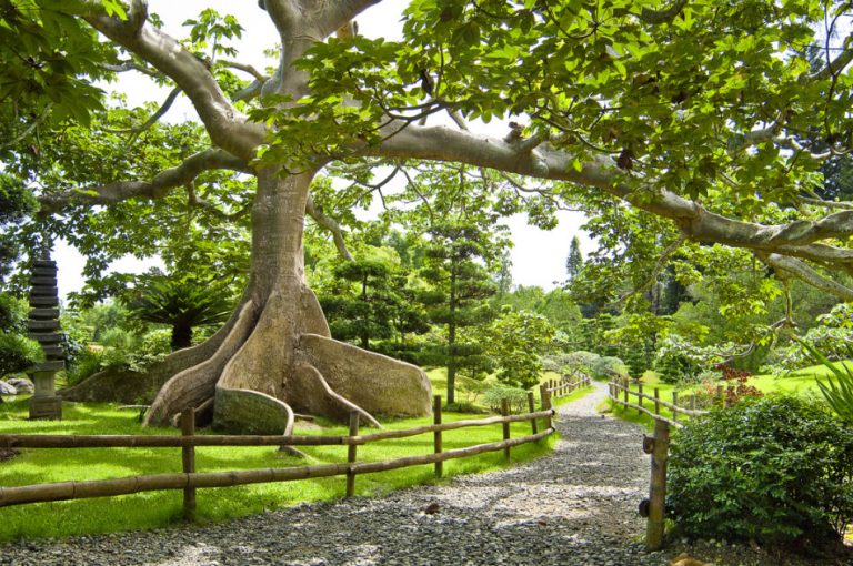 Jardin botanique national Dr R.F. Moscoso