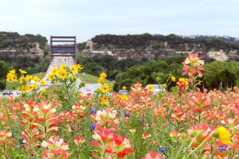 Lady Bird Johnson Wildfloweer Center